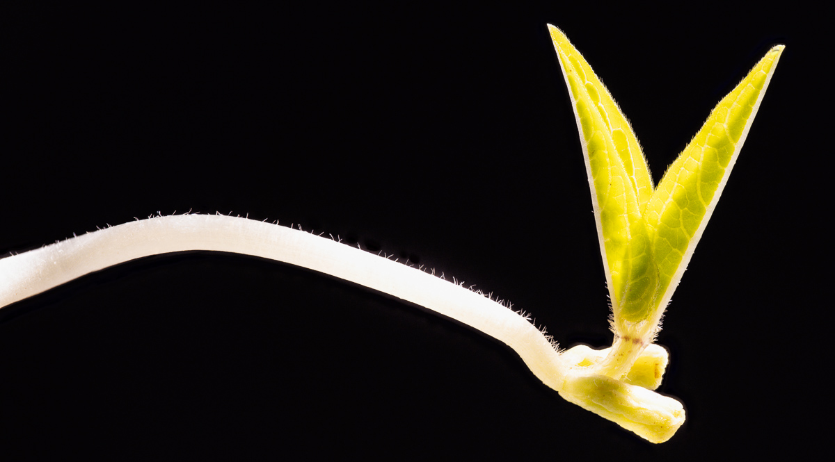 Mung bean sprout